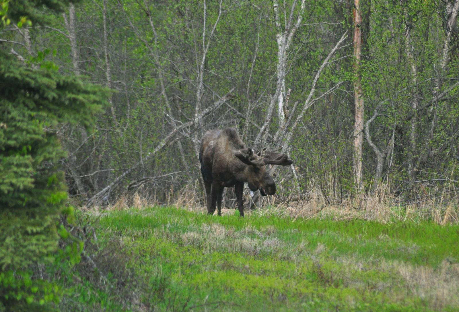 Bull Moose - Alaska (Six Mile Lake)