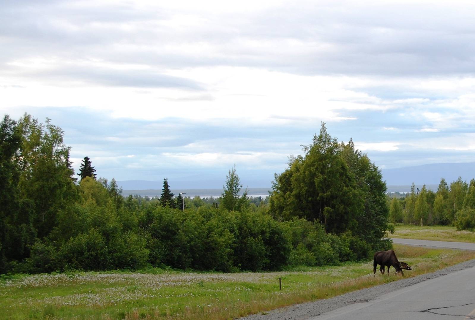 Bull Moose - Alaska