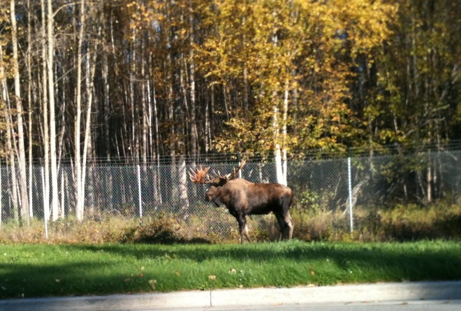 Bull Moose - Alaska