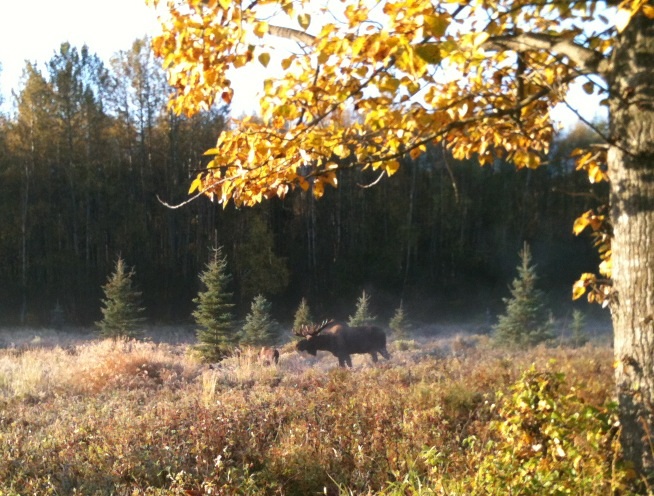 Bull Moose - Alaska