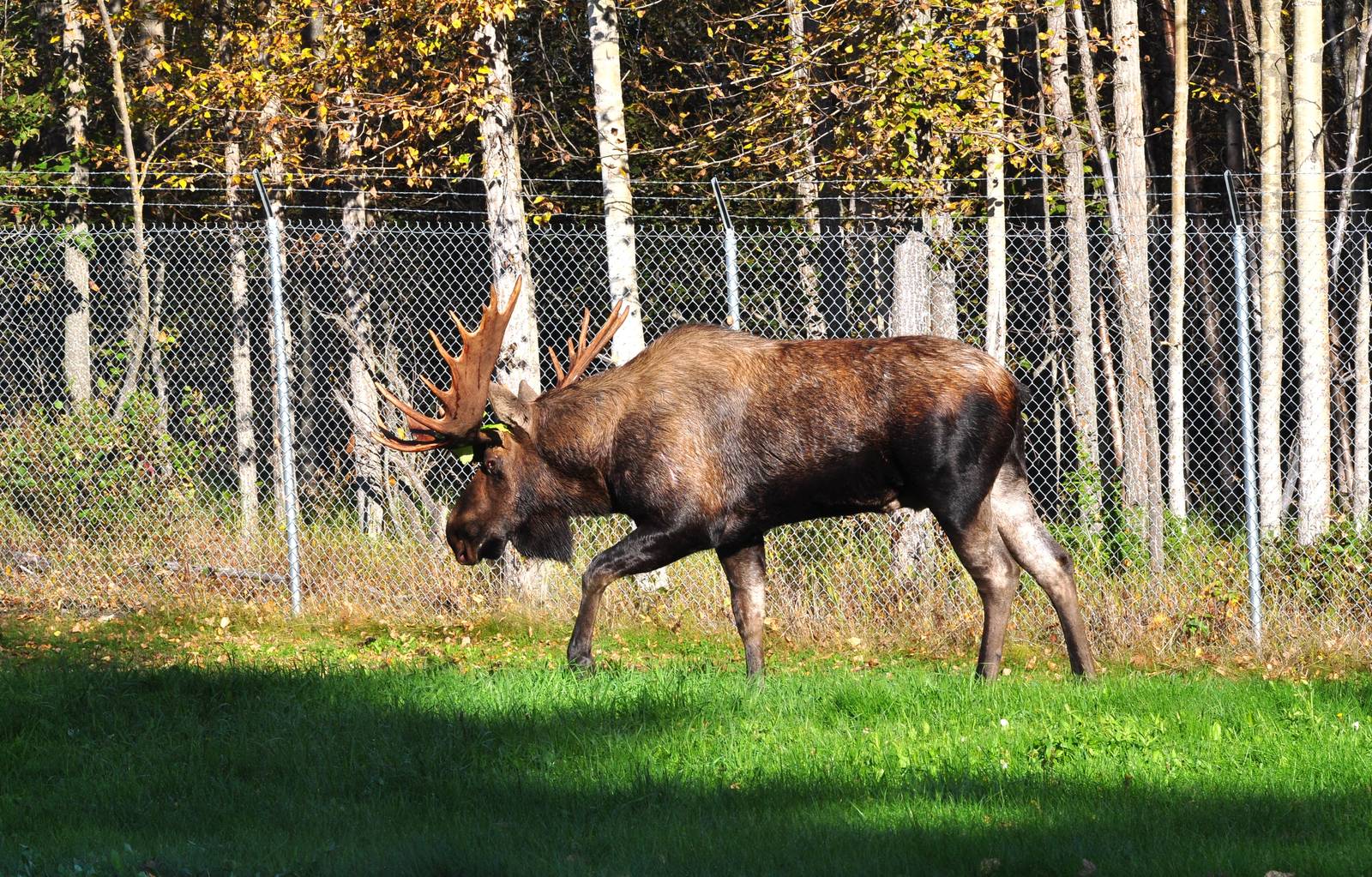 Bull Moose - Alaska