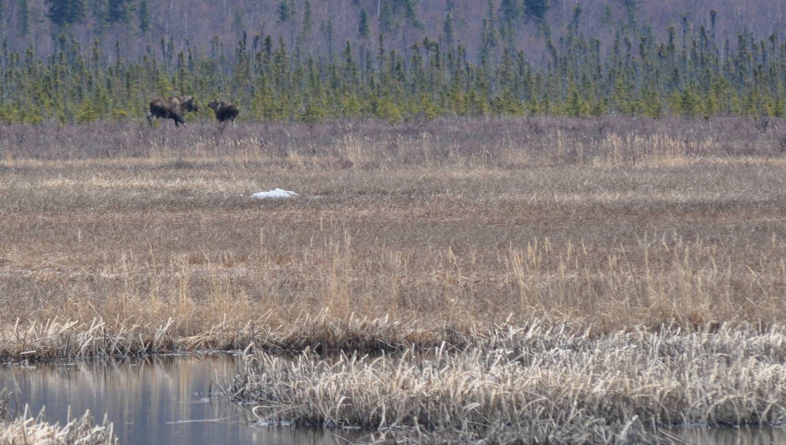 Bull Moose chasing off smaller Bull - Alaska (Potter Marsh)
