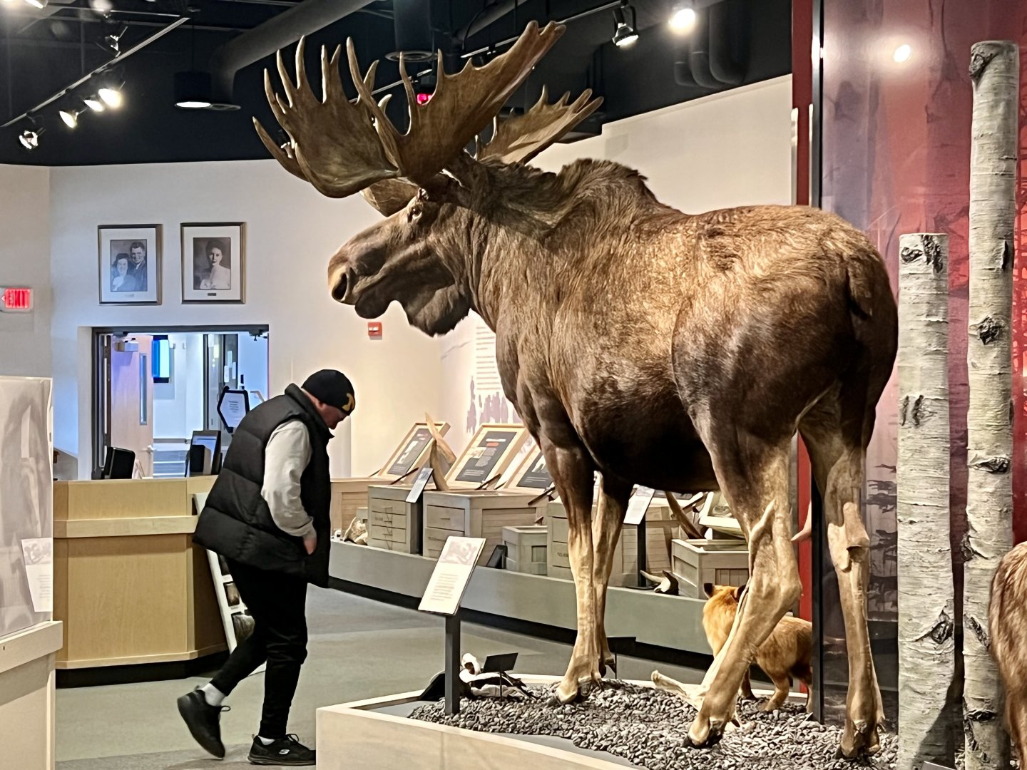 Bull Moose display