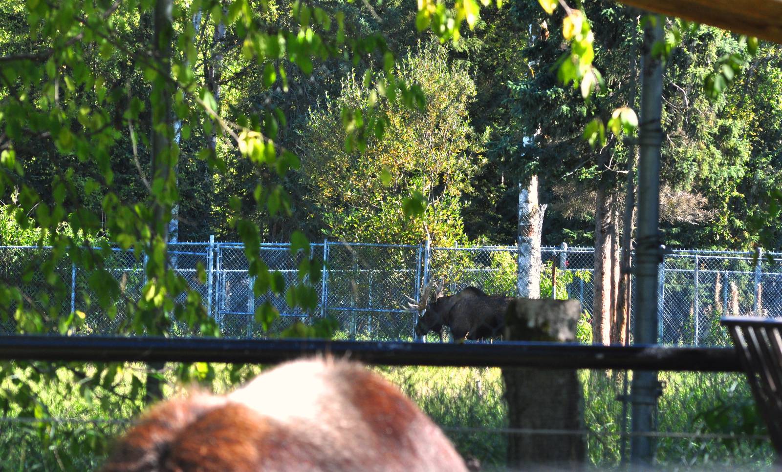 Bull Moose Exhibit beyond the Musk Ox Exhibit