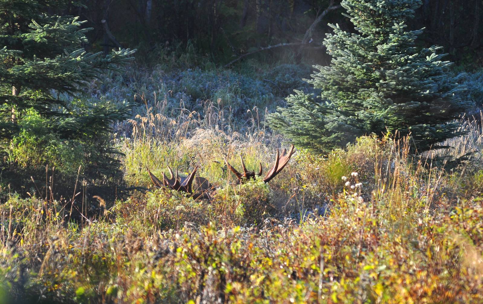 Bull Moose in brush - Alaska