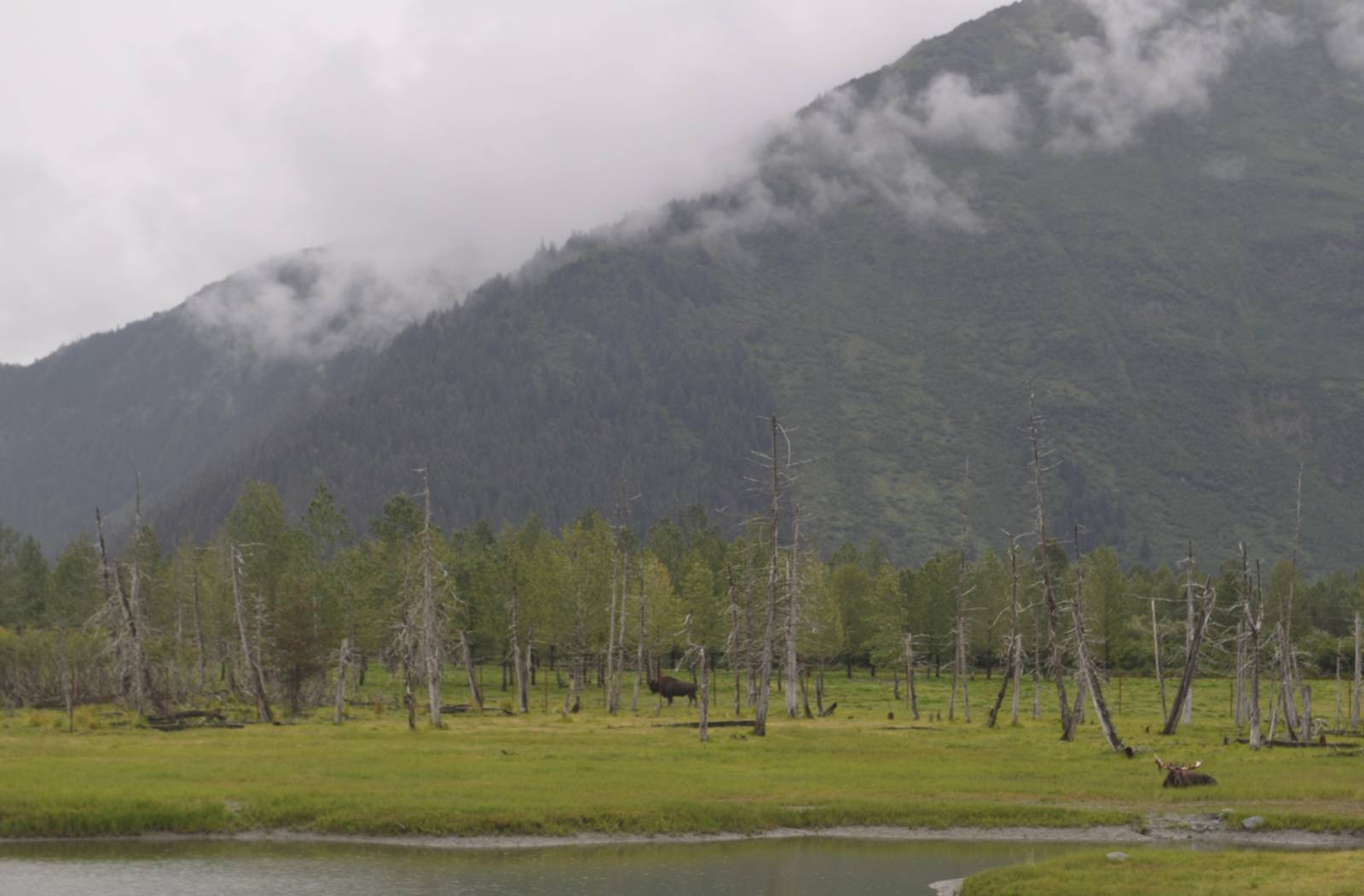 Bull Moose with Wood Bison Bull in background