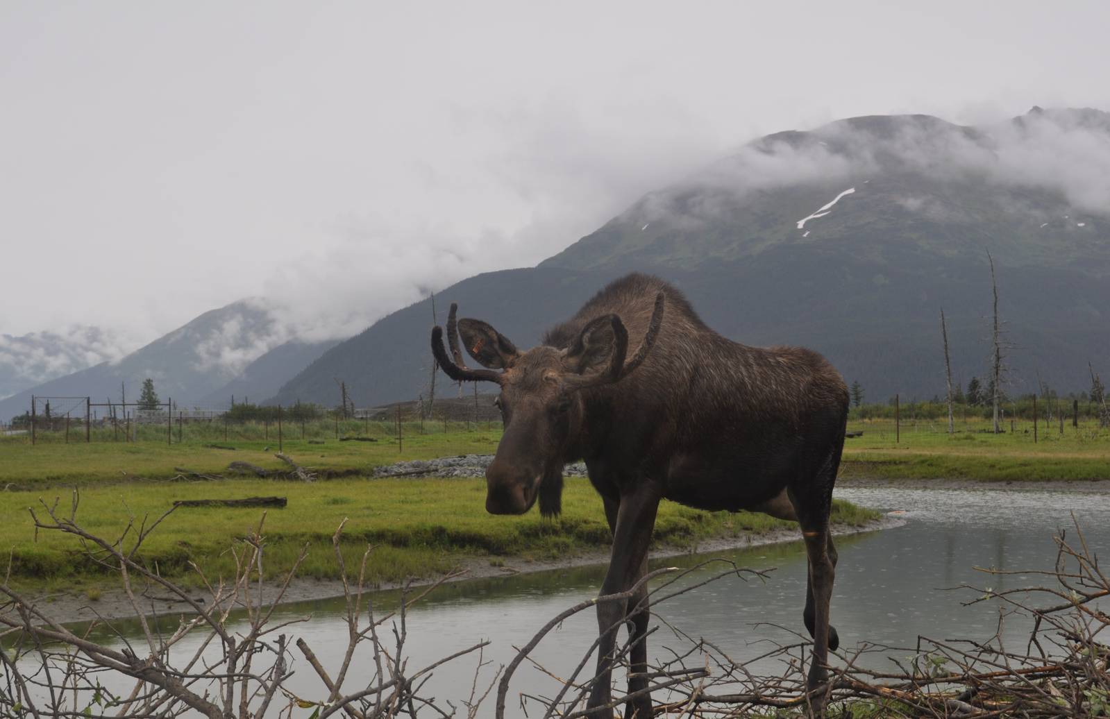 Bull Moose