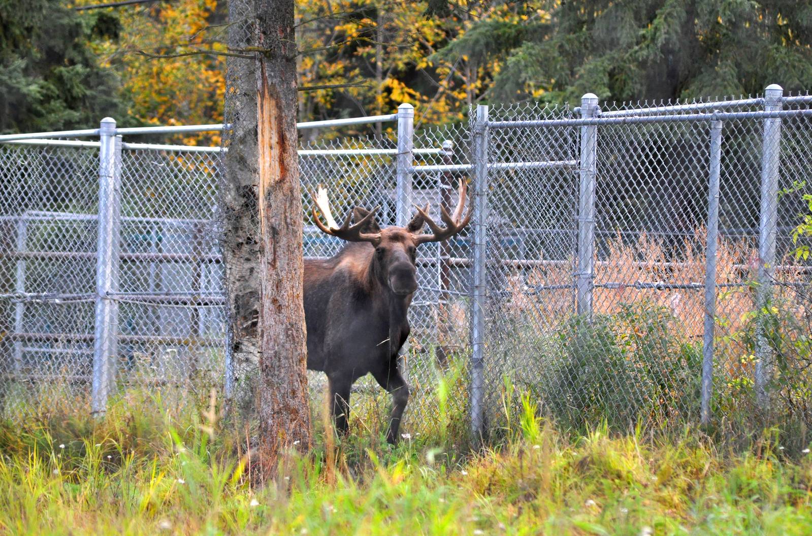Bull Moose