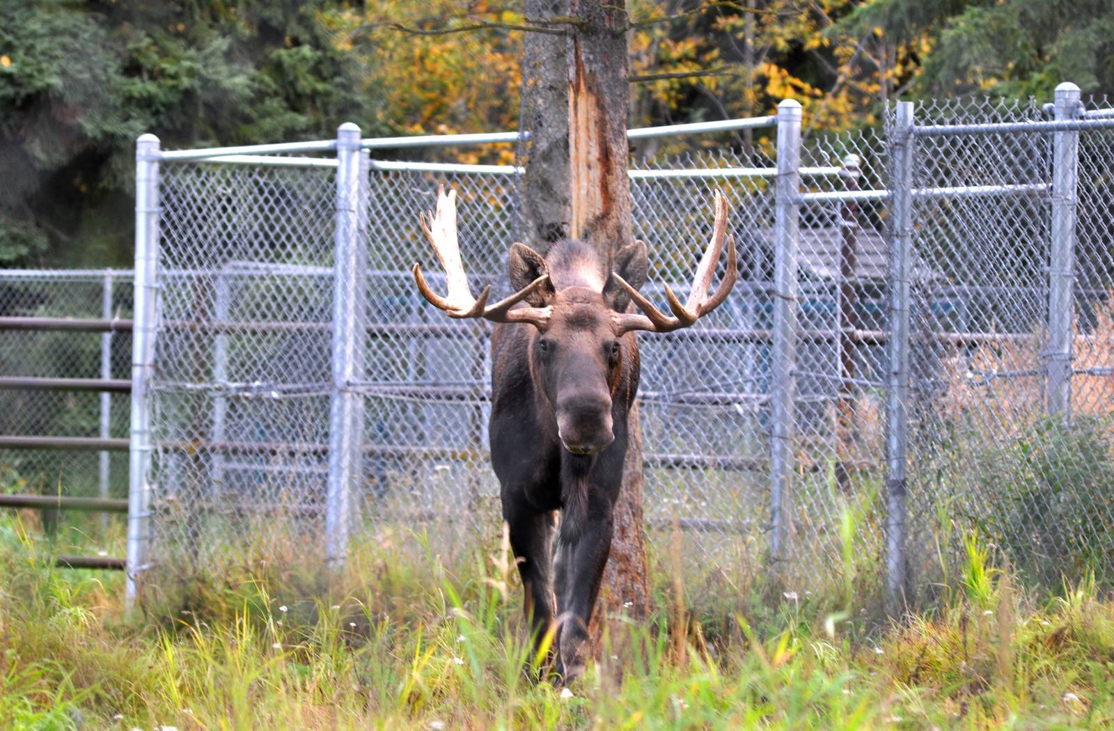 Bull Moose