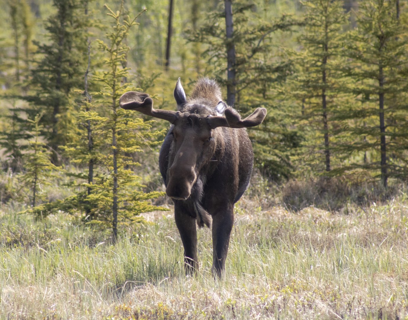 Bull Moose