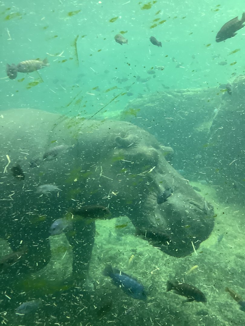 Bull Nile Hippo Henry 3/18/24