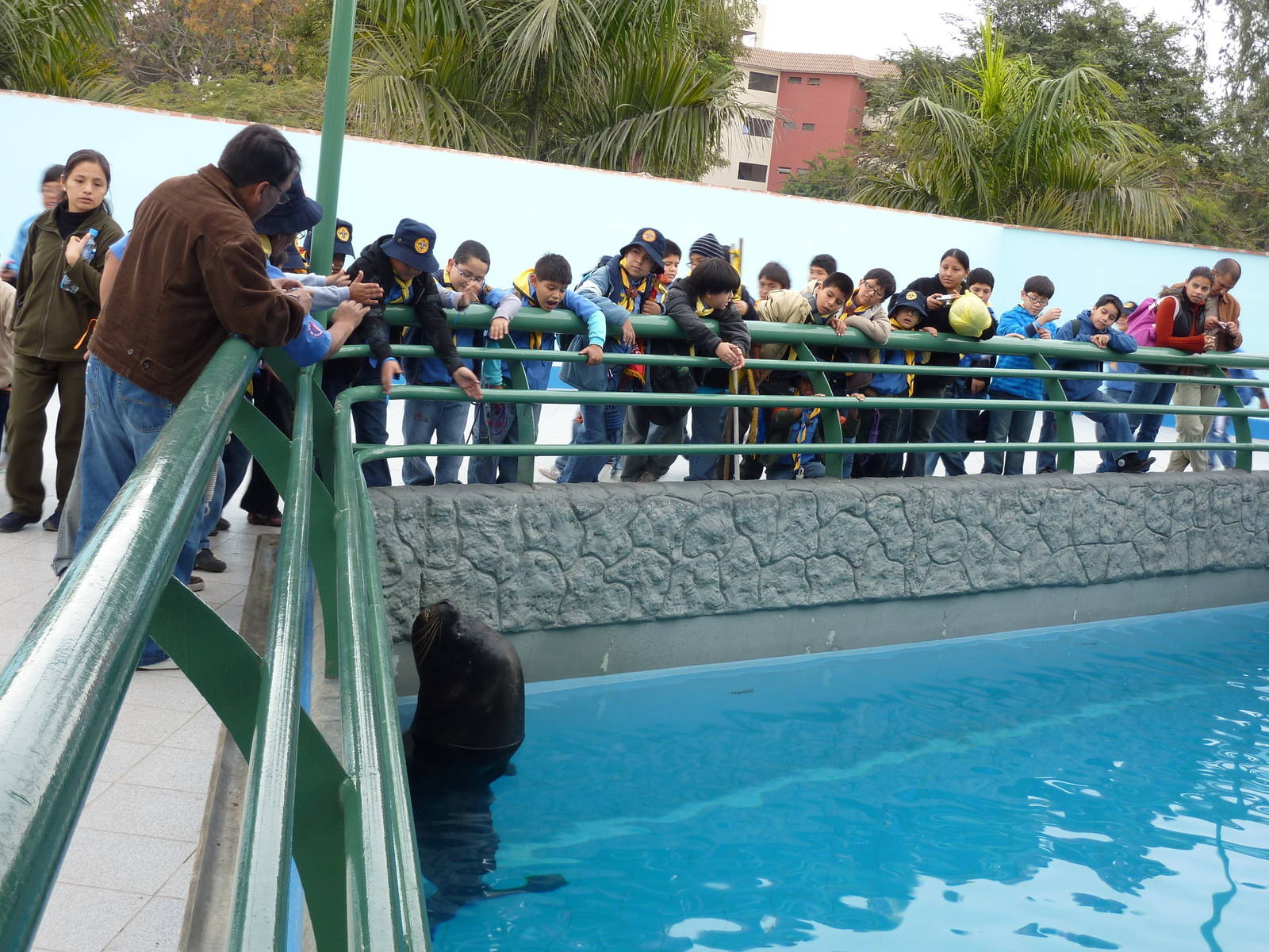 Bull Patagonian Sealion