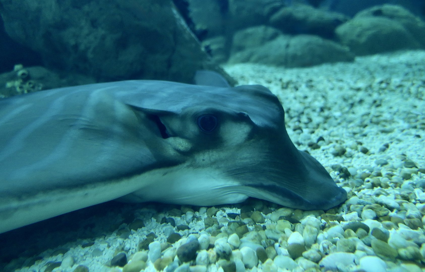 Bull Ray (Aetomylaeus bovinus) closeup