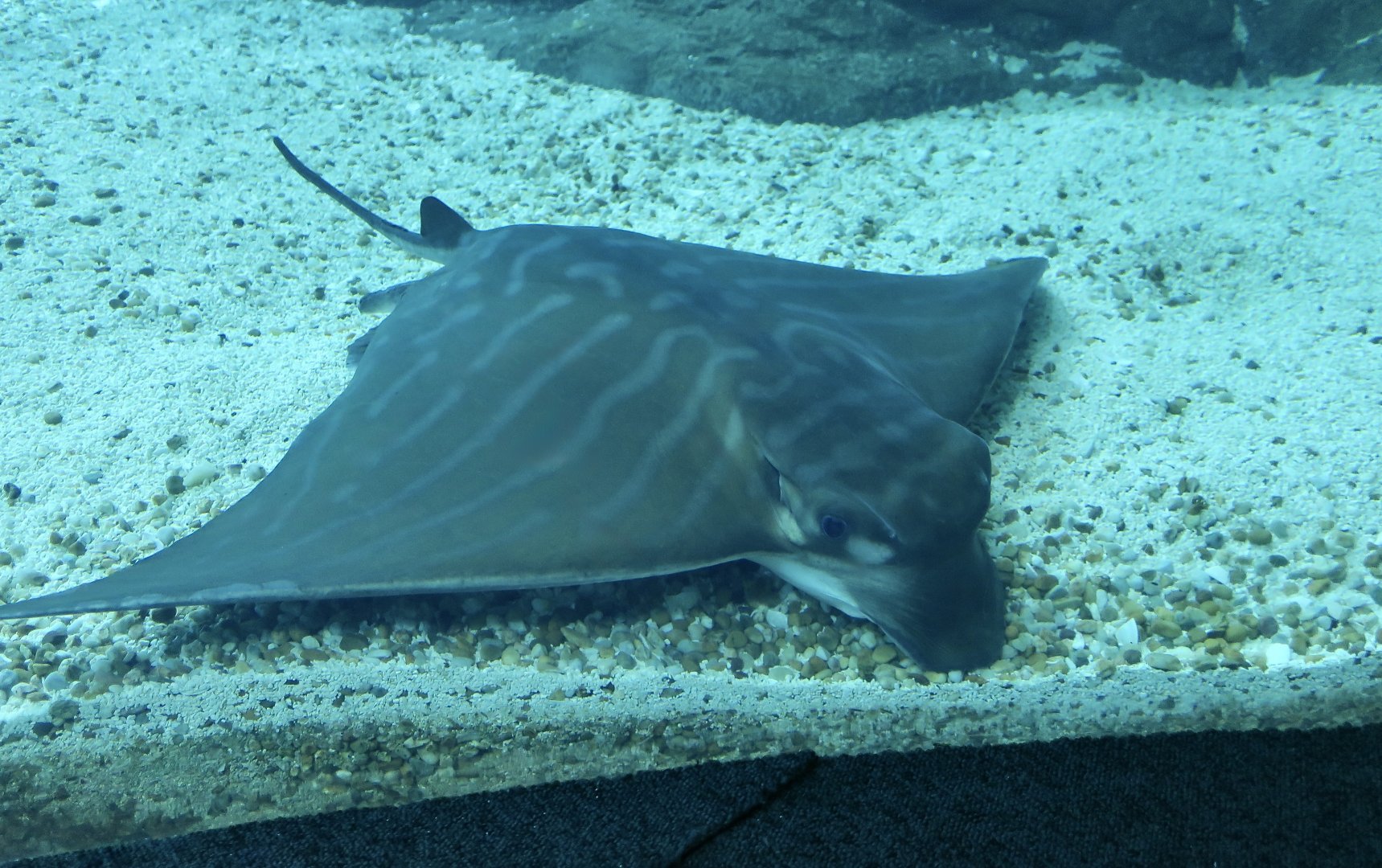 Bull Ray (Aetomylaeus bovinus)