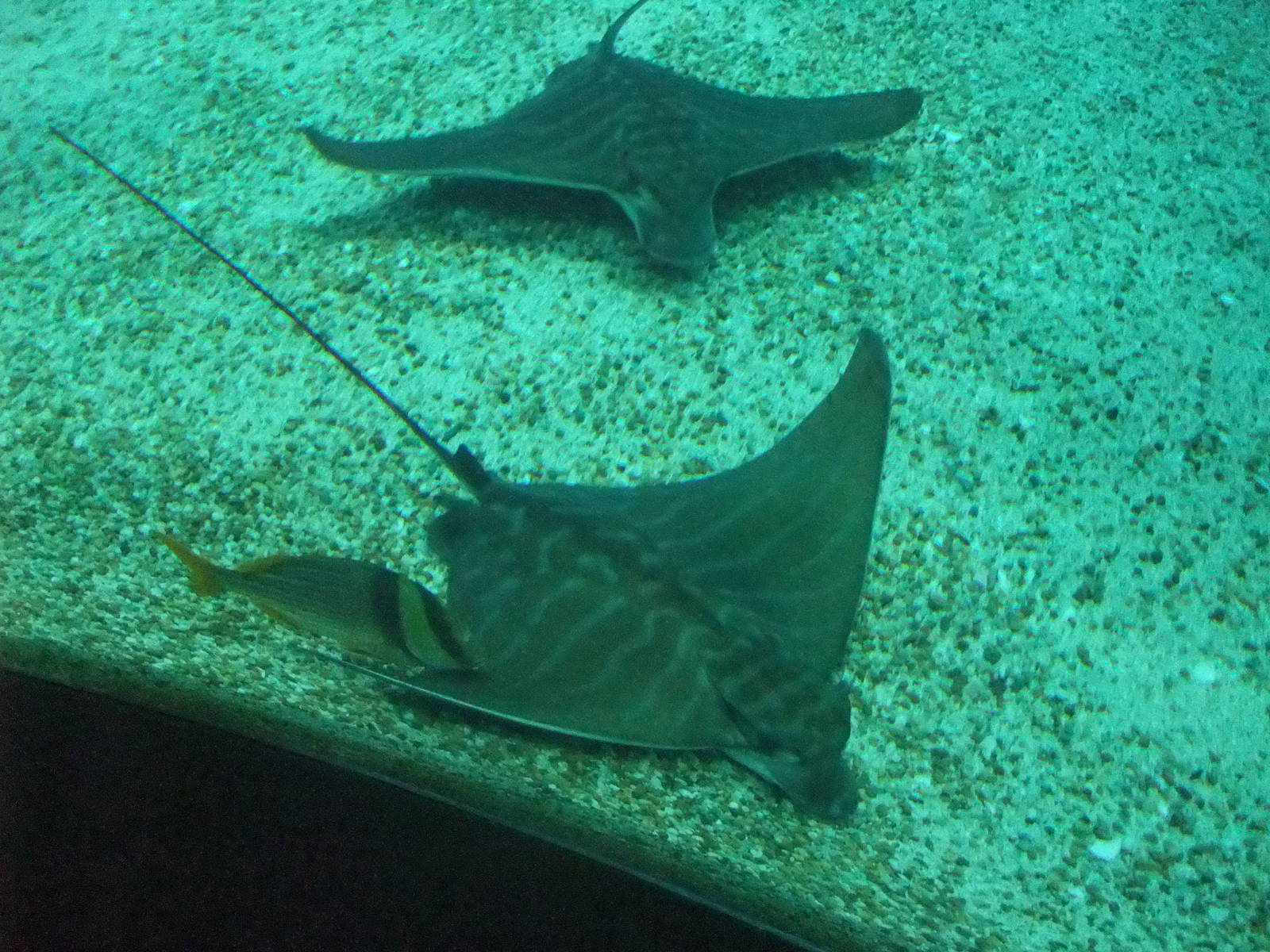 Bull Ray at Lisbon Oceanarium, 25/05/11