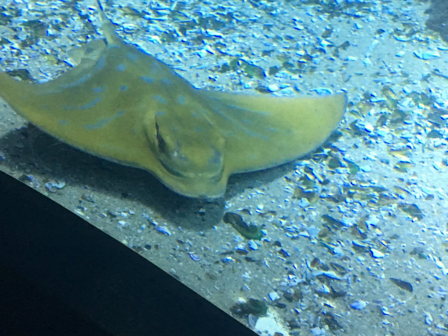 Bull Ray