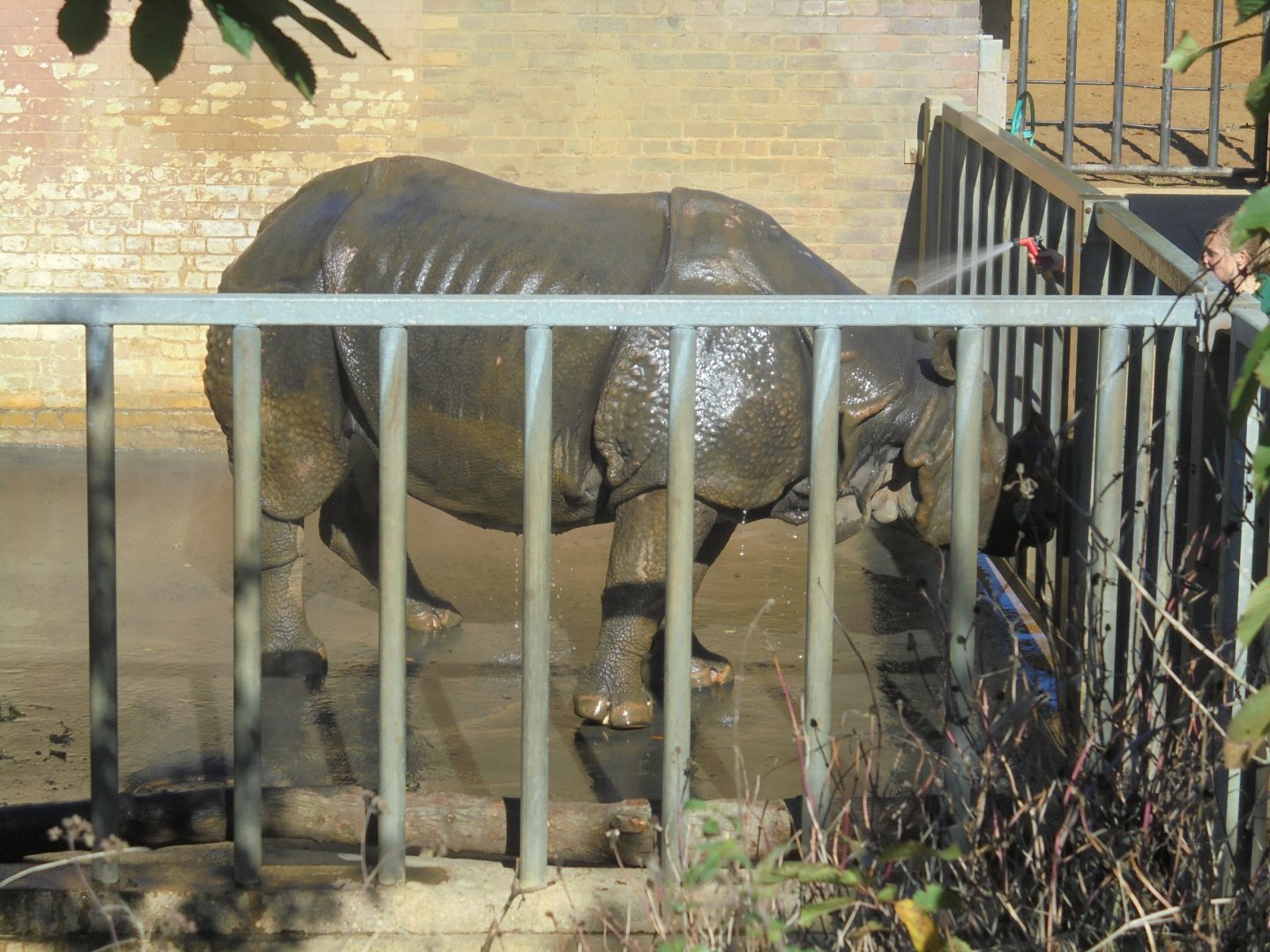 Bull rhino Hugo gets a power shower.