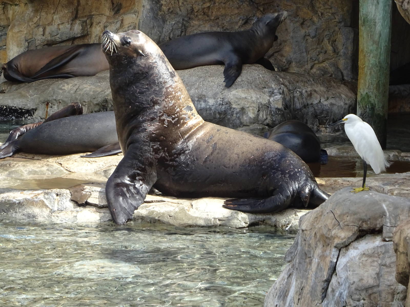 Bull Sea Lion at SeaWorld Orlando