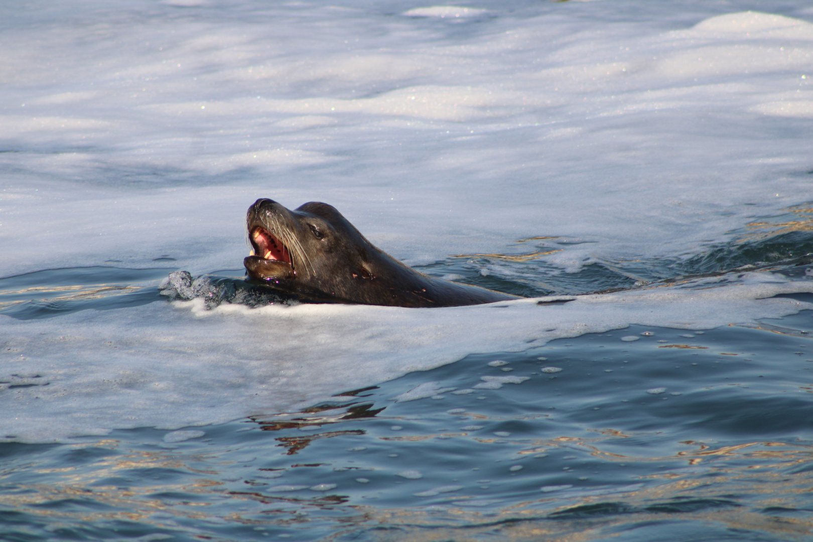 Bull Sea Lion Through the Wake (Z. californianus)