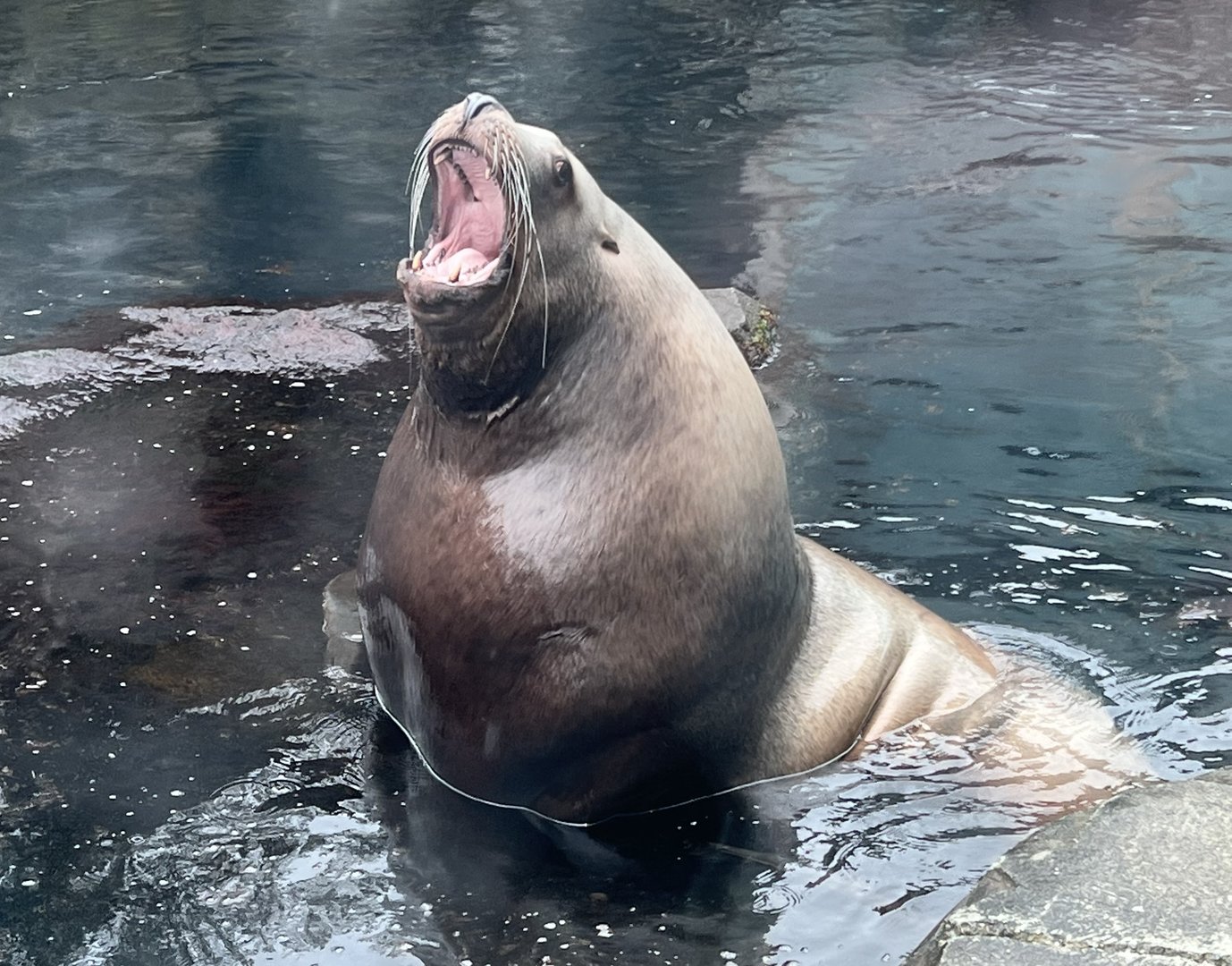 Bull Sea Lion