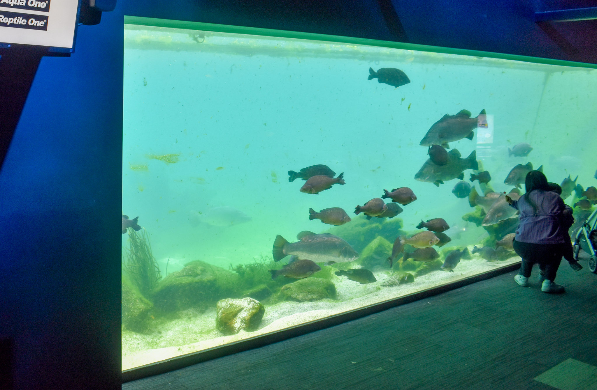 Bull Shark/Barramundi/Silver Perch Tank