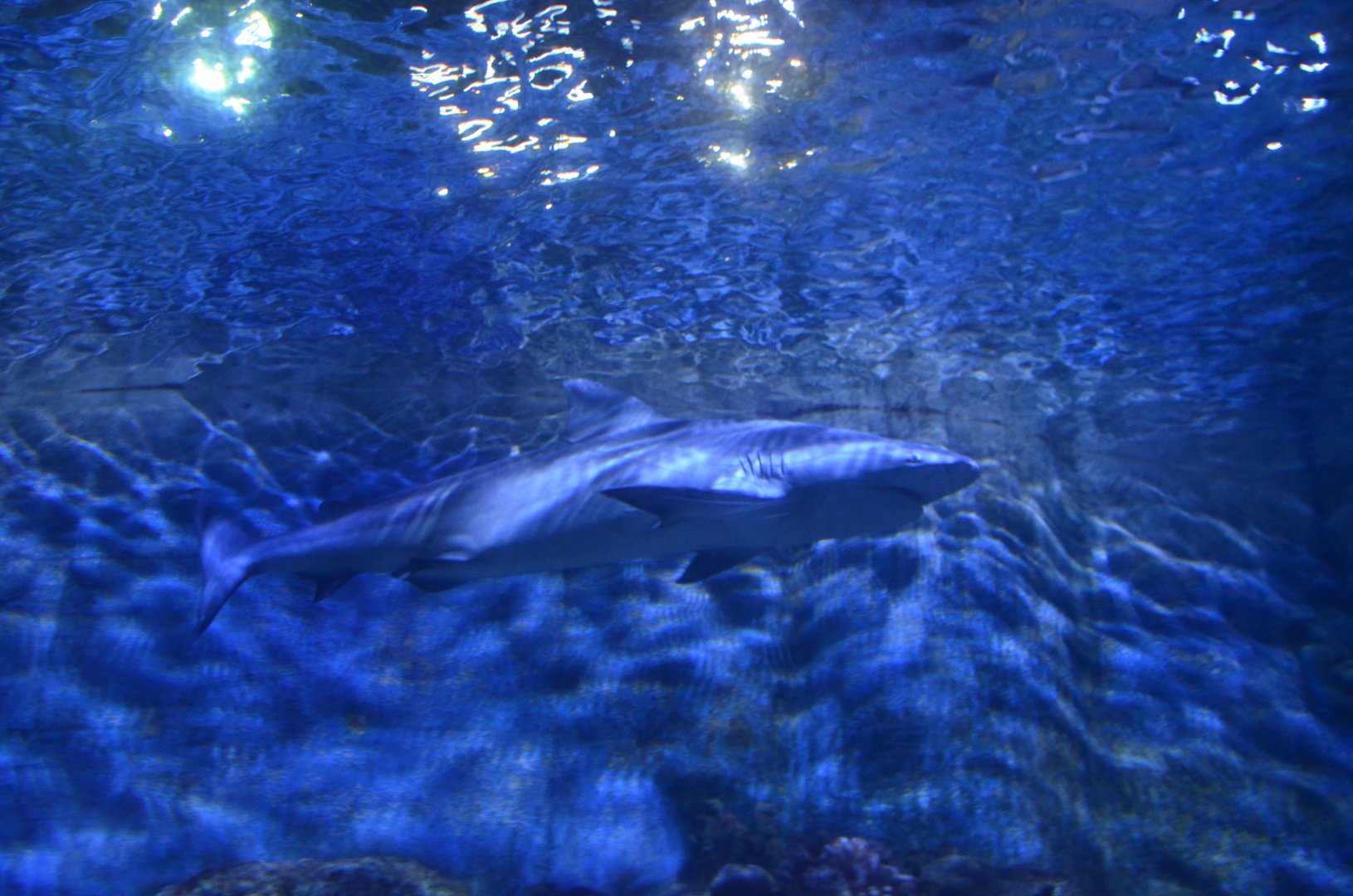 Bull shark/Carcharhinus leucas,in Xiamen Underwater World