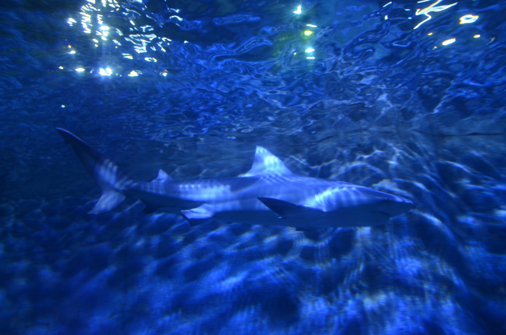 Bull shark/Carcharhinus leucas,in Xiamen Underwater World