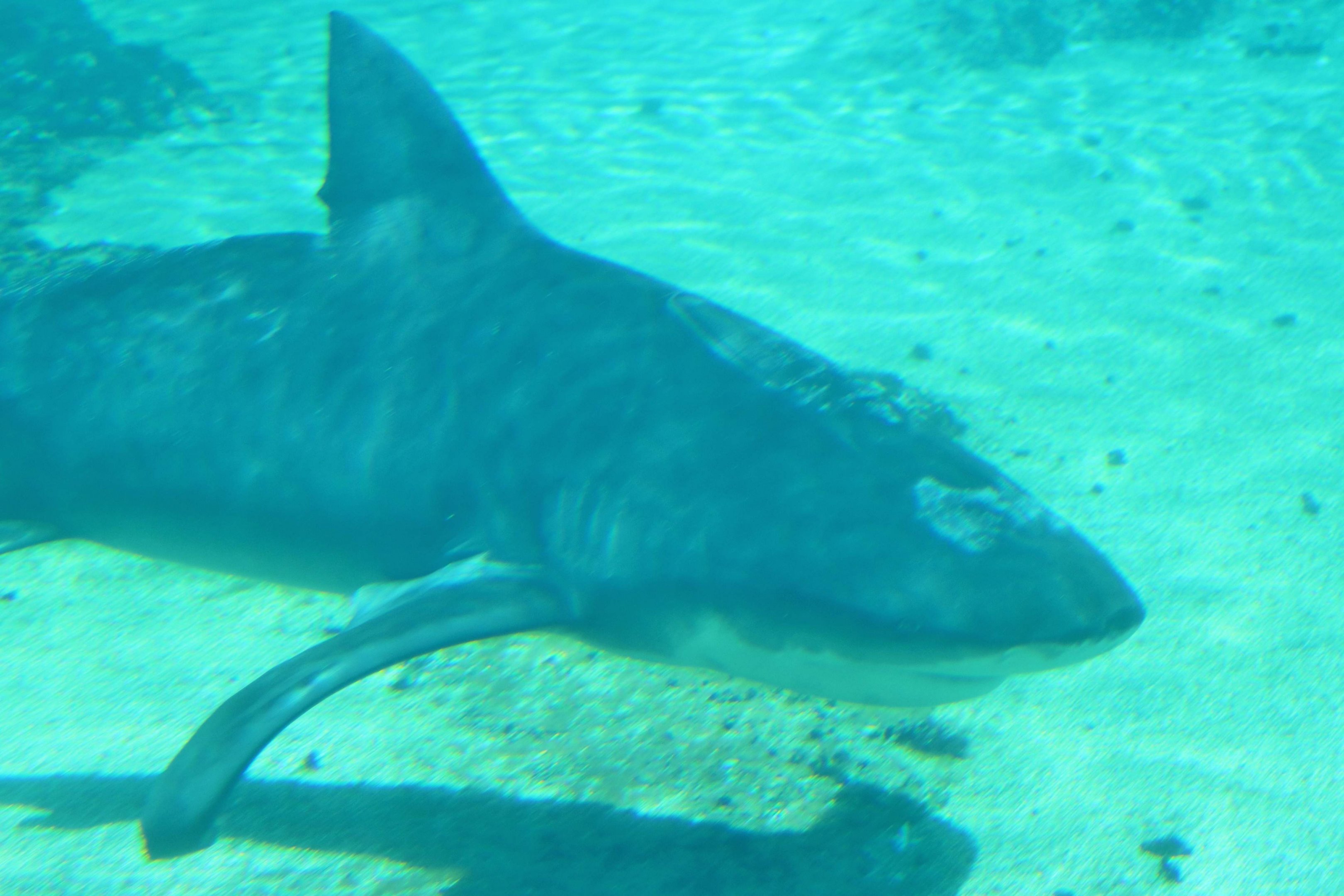 Bull Shark (Carcharhinus leucas)