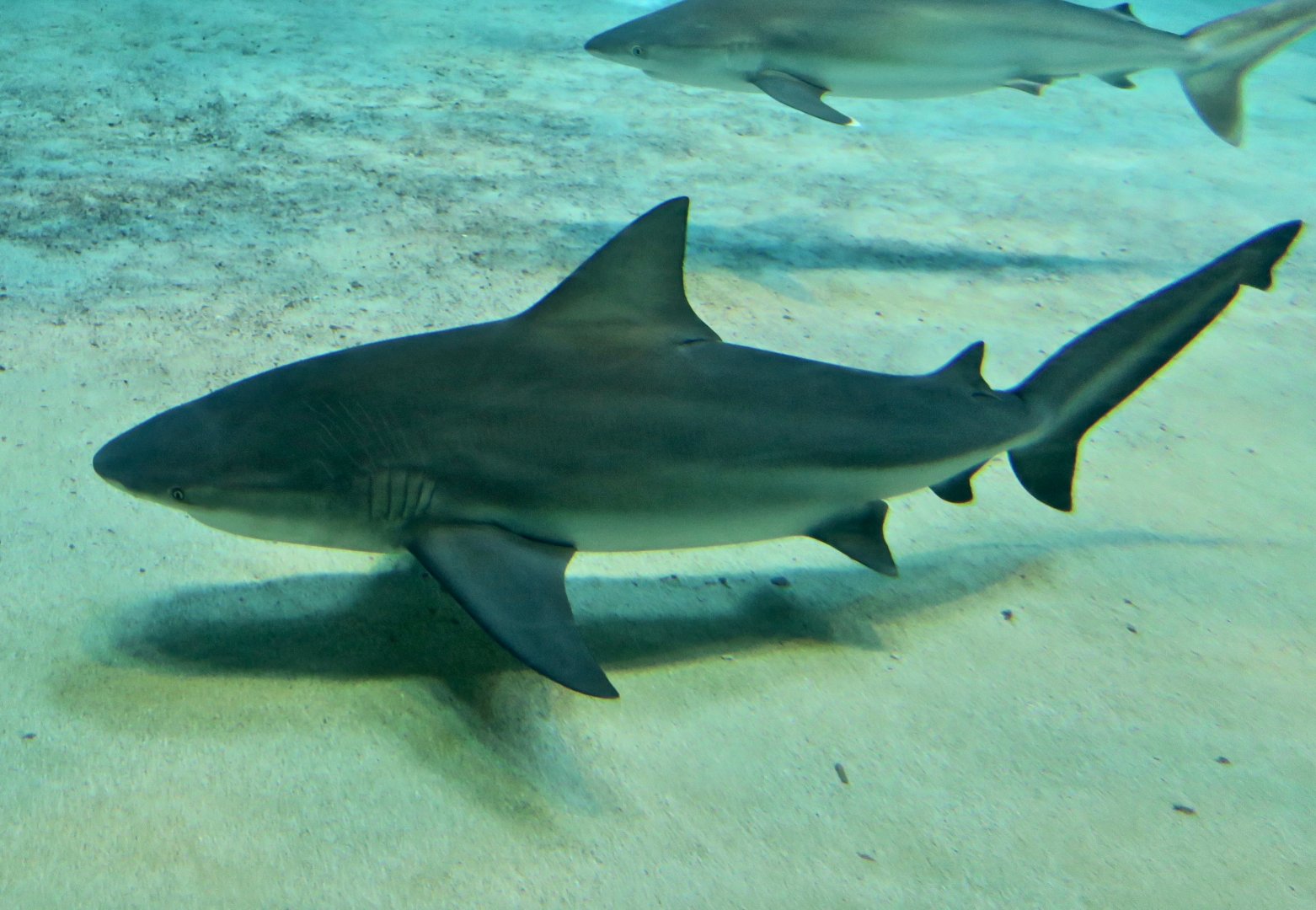 Bull Shark (Carcharhinus leucas)