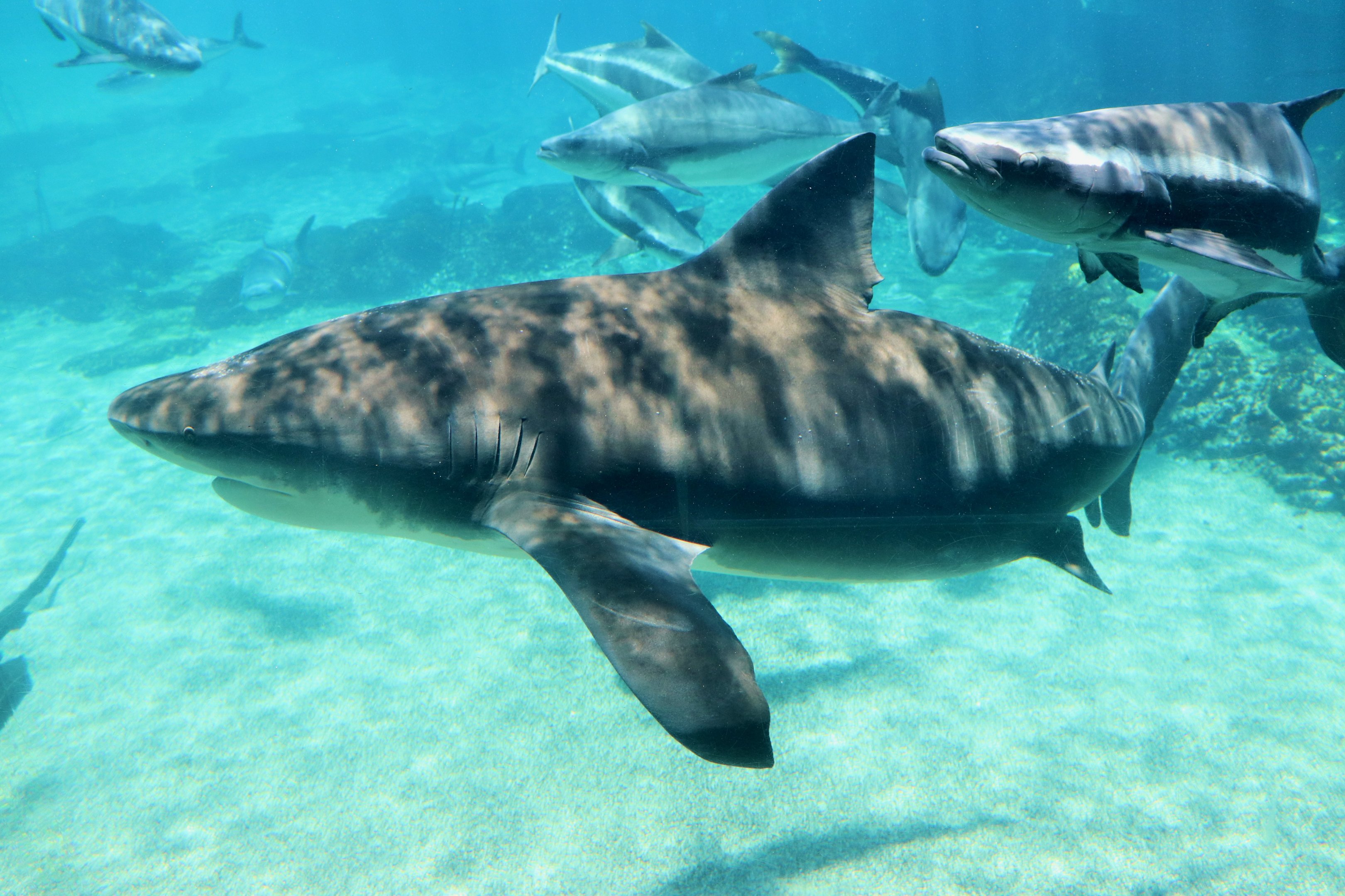Bull Shark (Carcharhinus leucas)