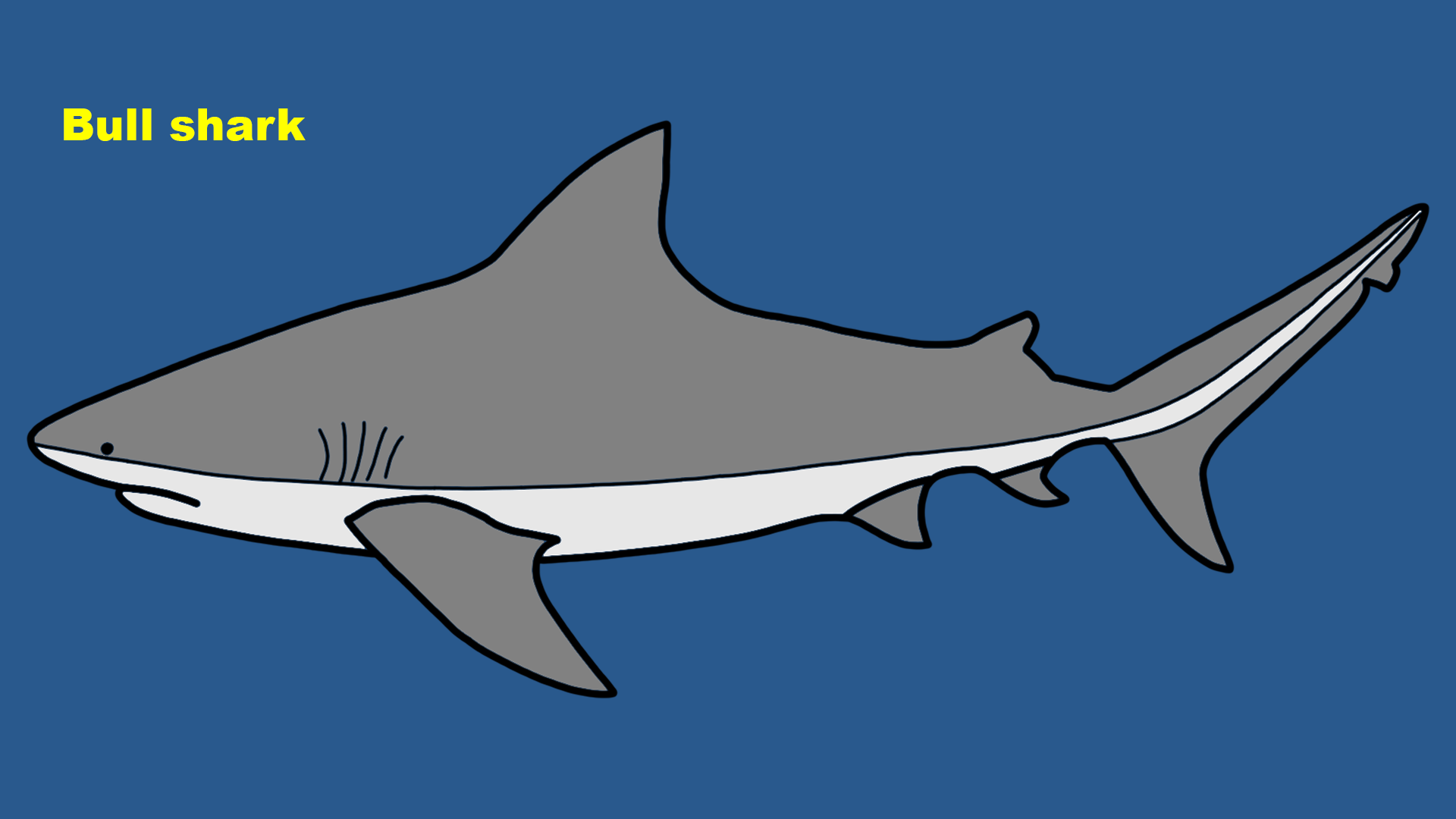 Bull shark (Carcharhinus leucas)