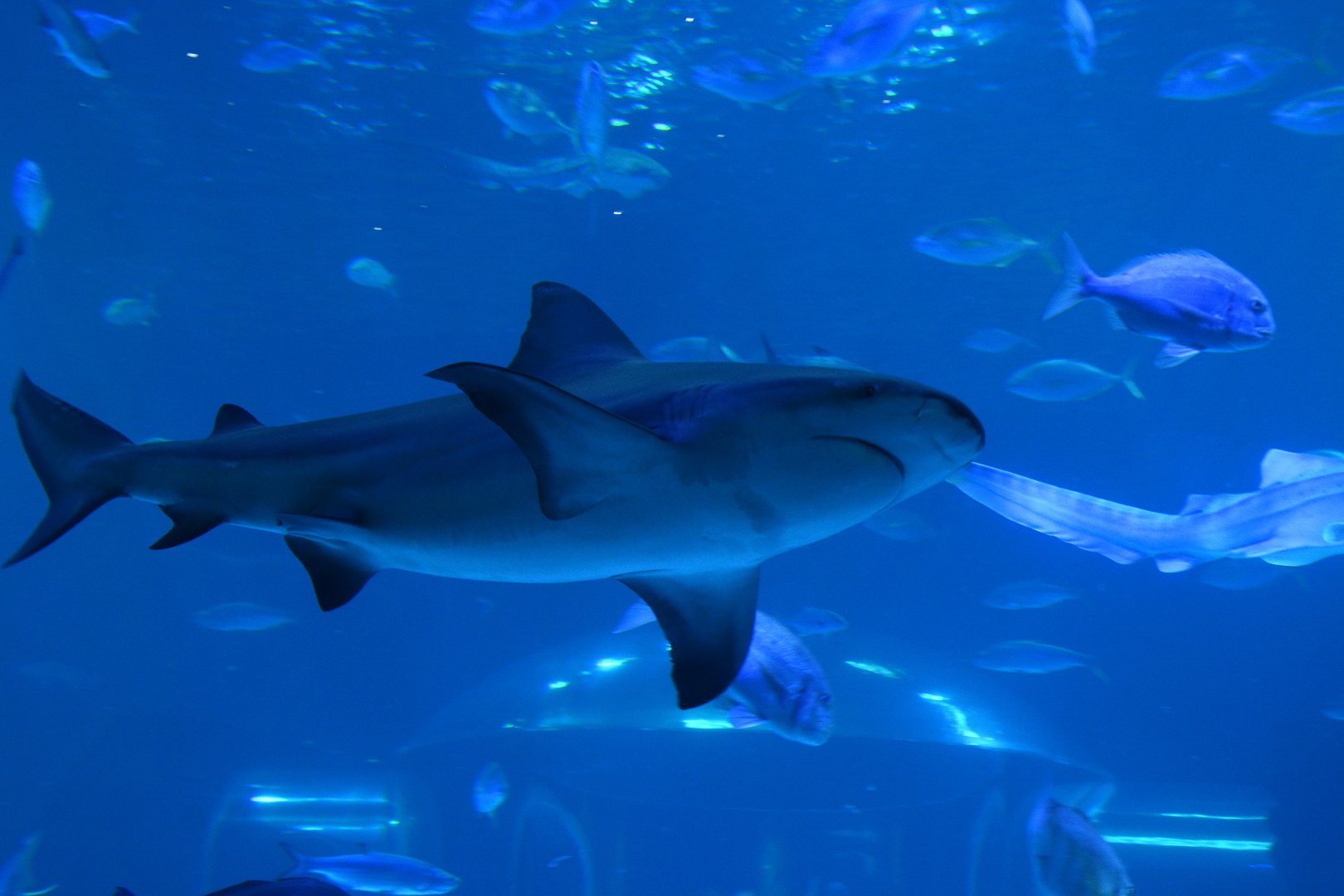 Bull shark (Carcharhinus leucas)