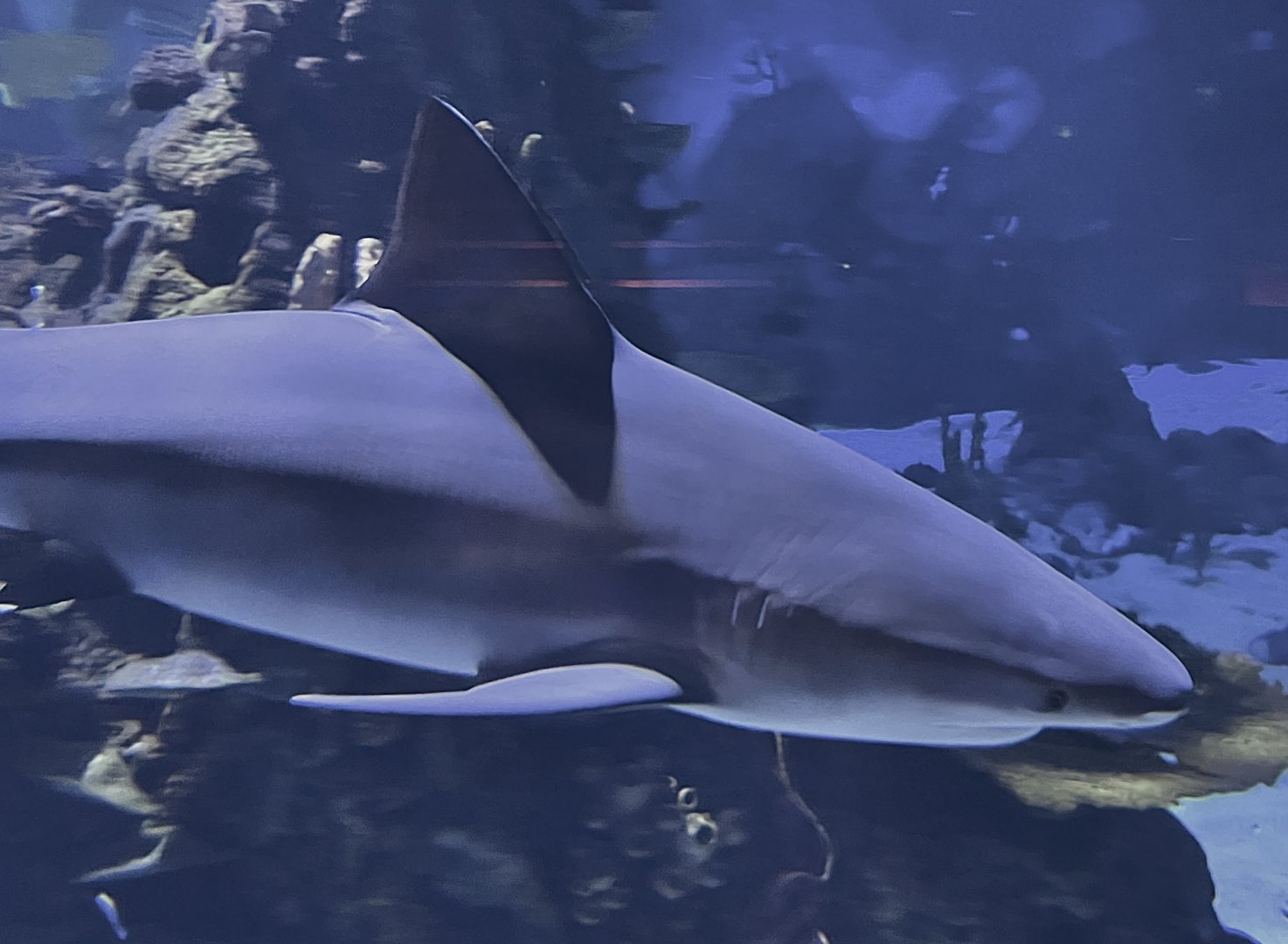 Bull Shark (Carcharhinus leucas)