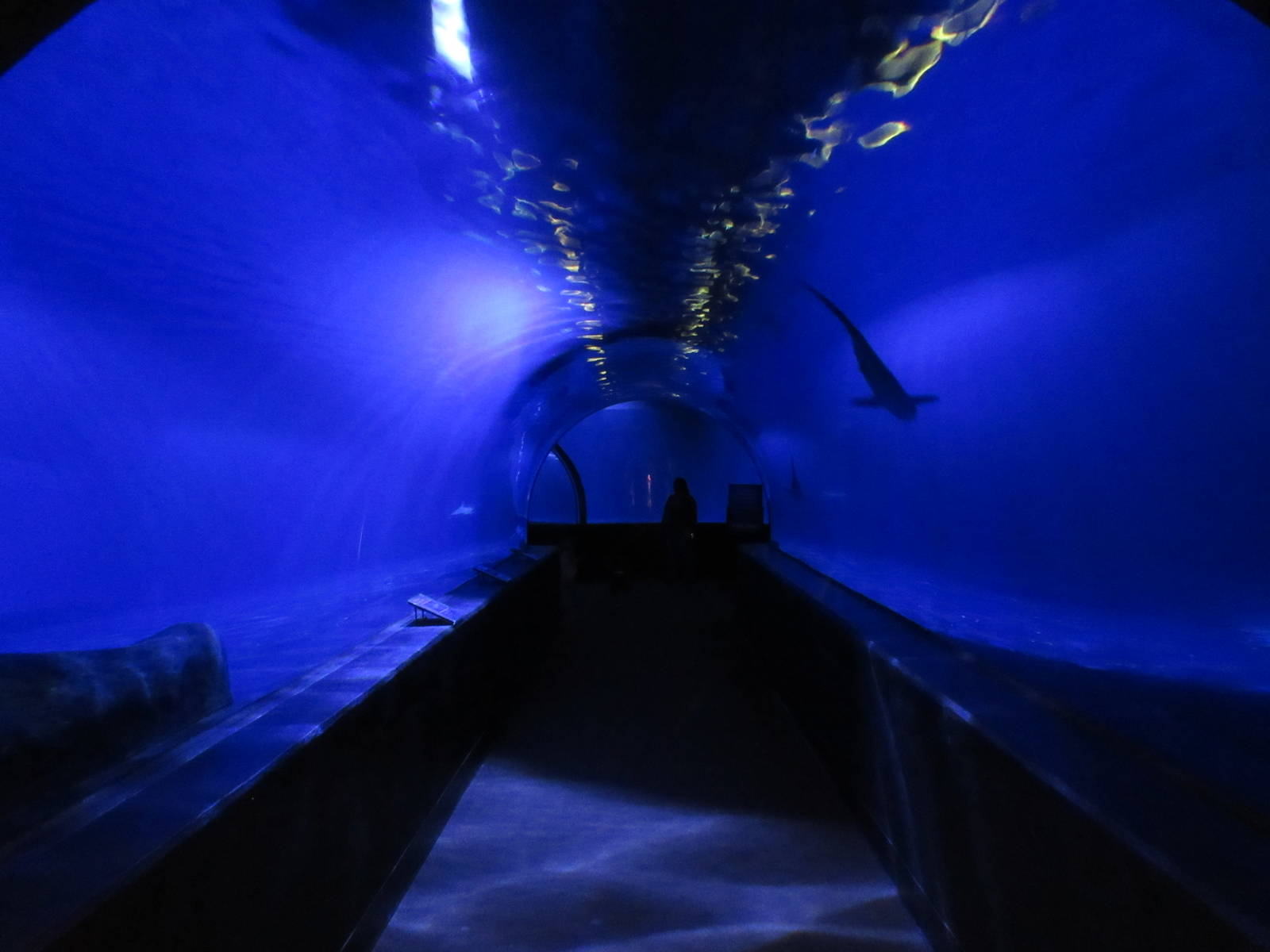 Bull Shark/Nurse Shark Tunnel
