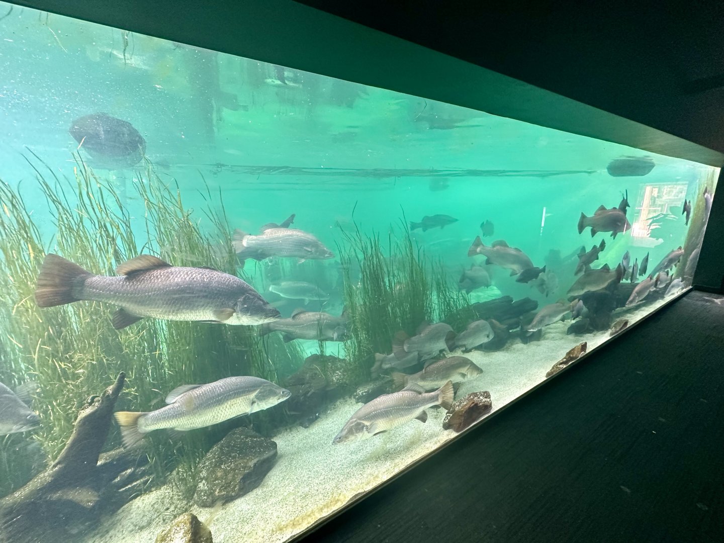 Bull Shark/Silver Perch Tank