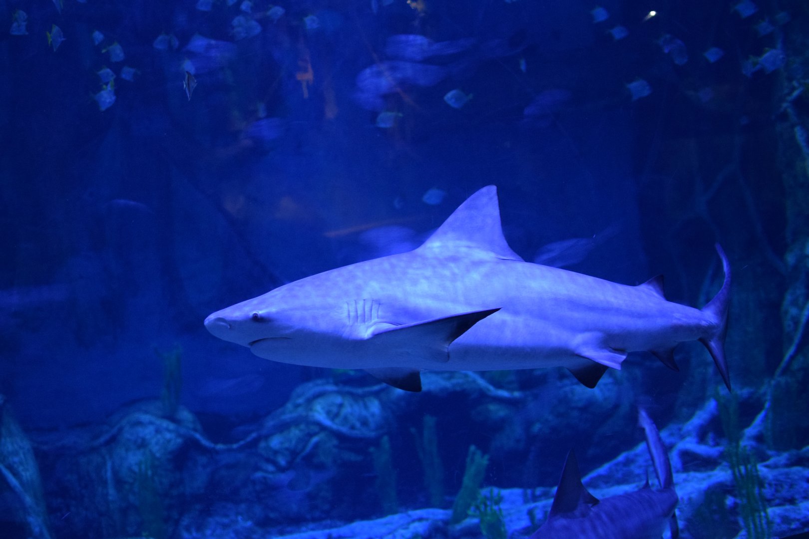 Bull shark - The National Aquarium Abu Dhabi