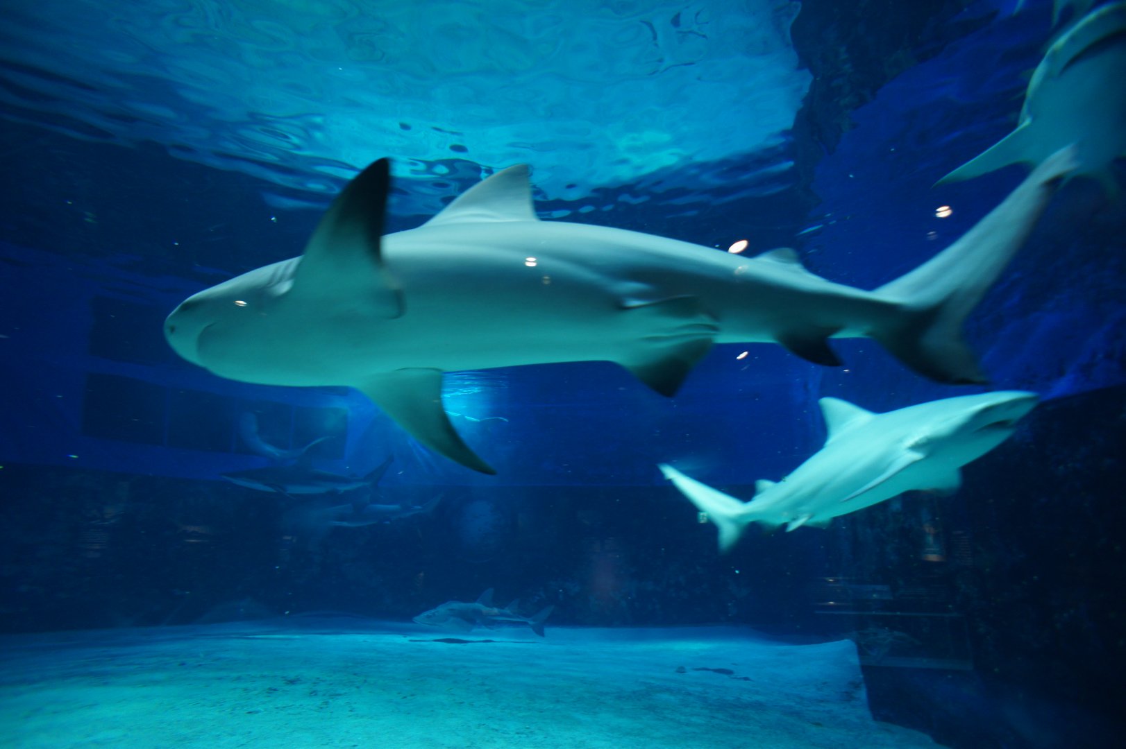 Bull Sharks