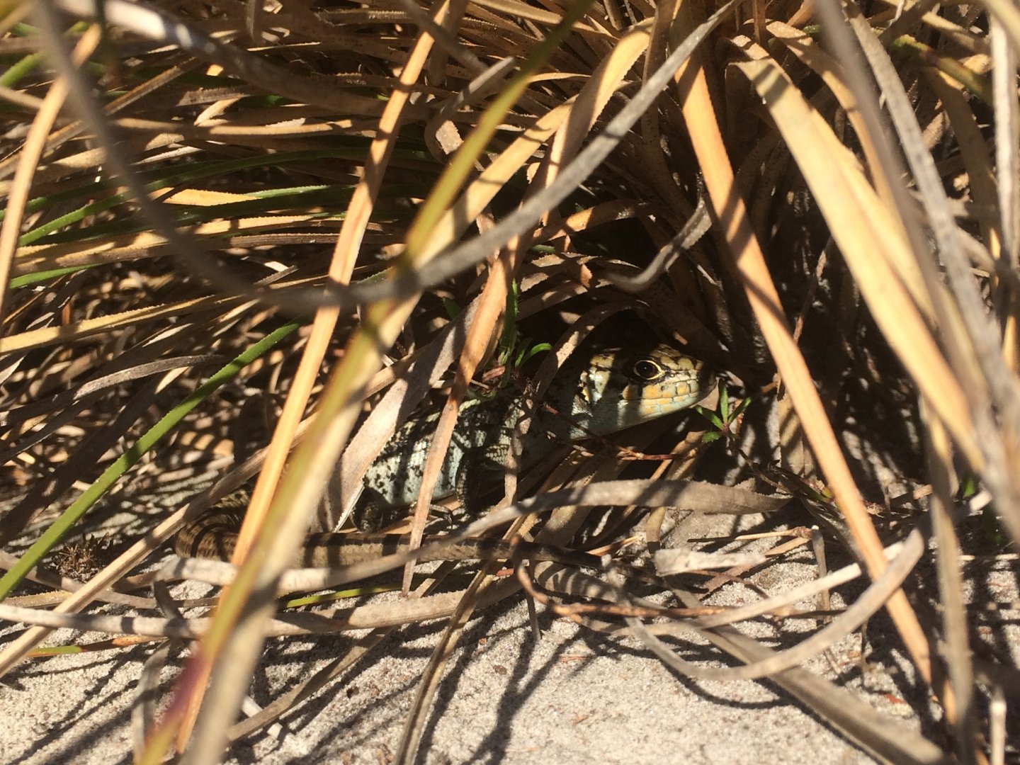 Bull Skink (Liopholis multiscutata)