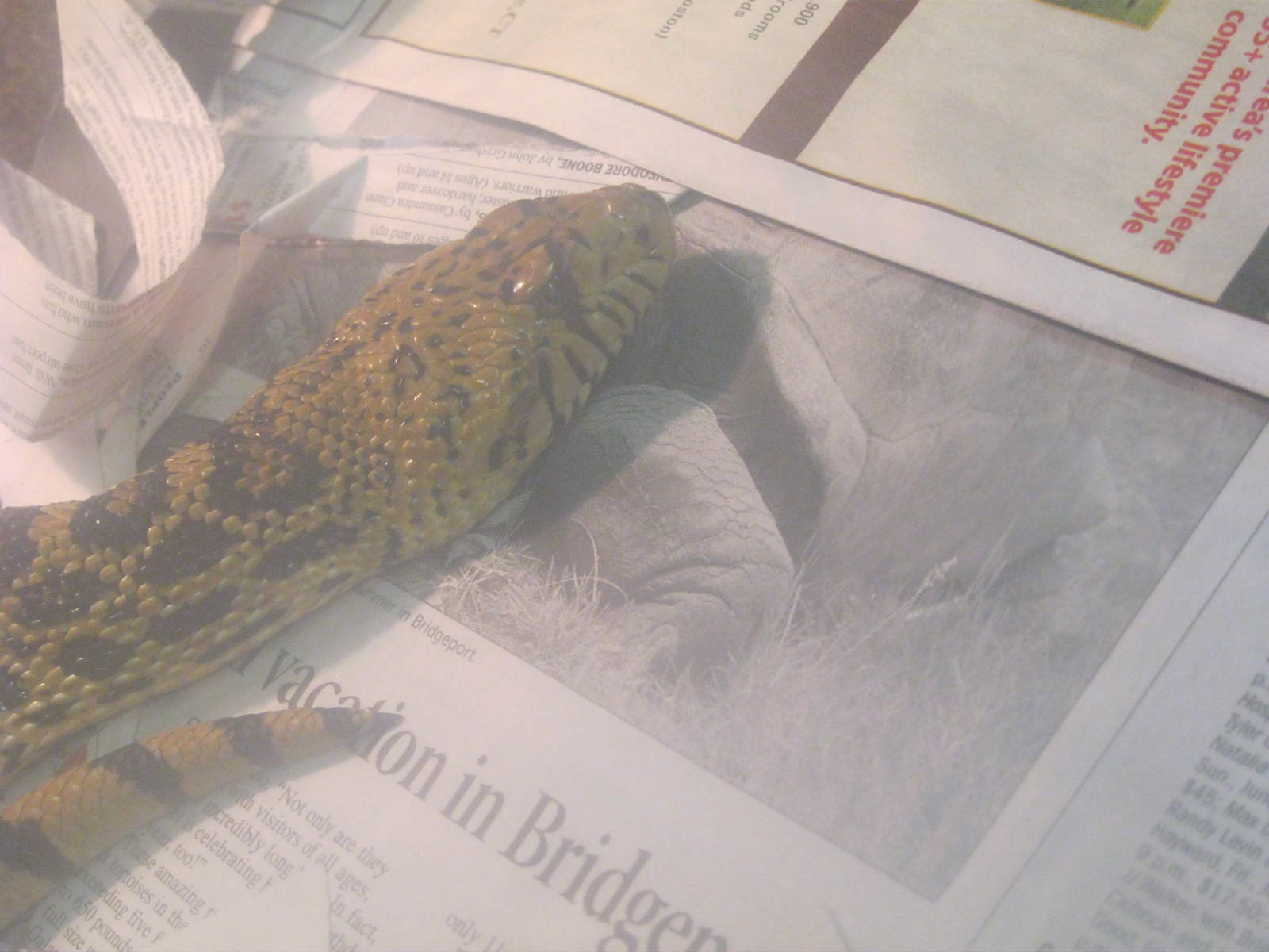 Bull Snake Enjoys Reading Newspaper