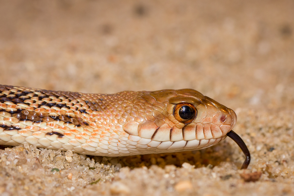 Bull snake - Pituophis catenifer sayi