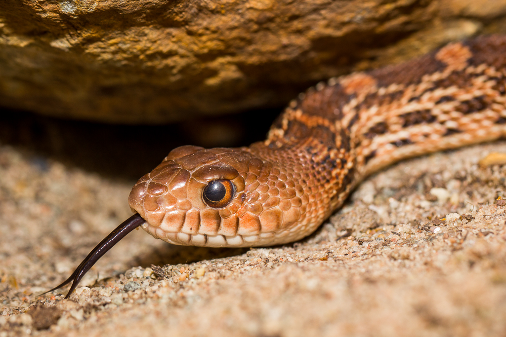 Bull snake - Pituophis catenifer sayi