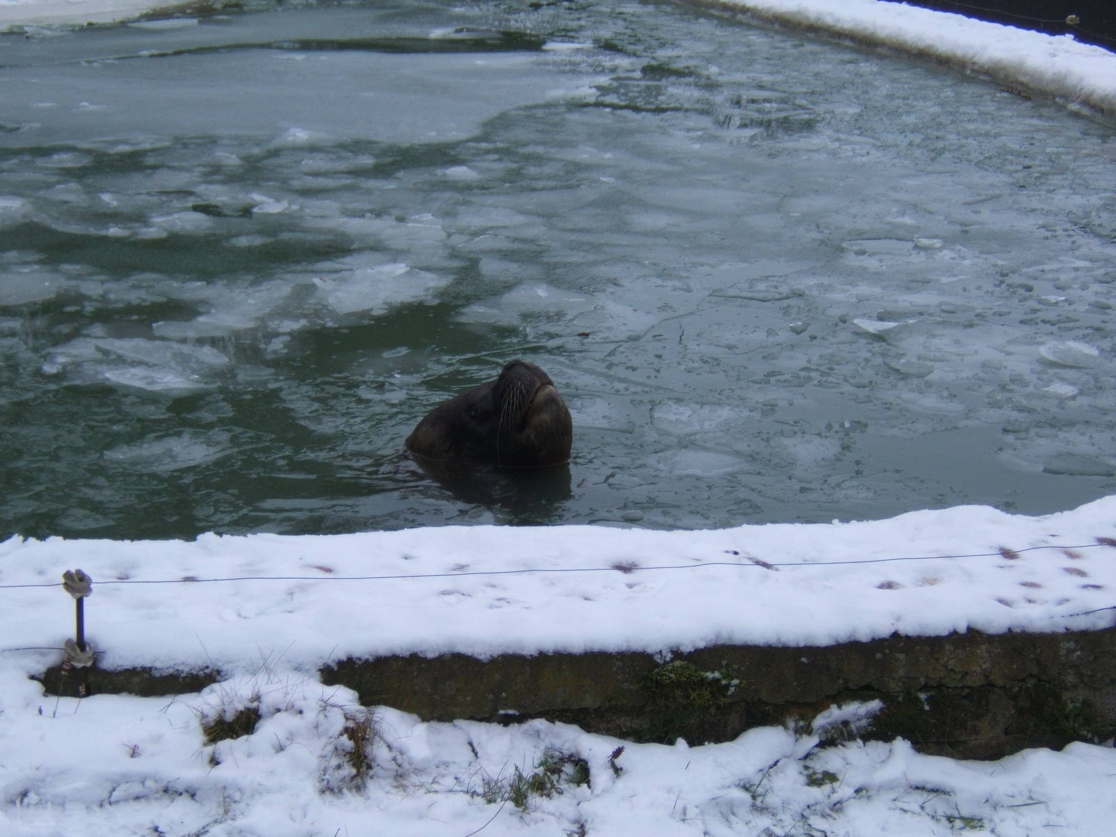 Bull South American Sealion