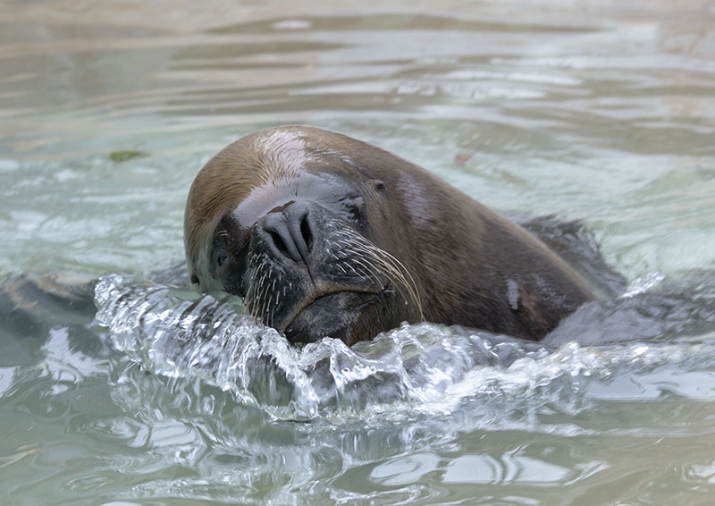 Bull southern sea lion