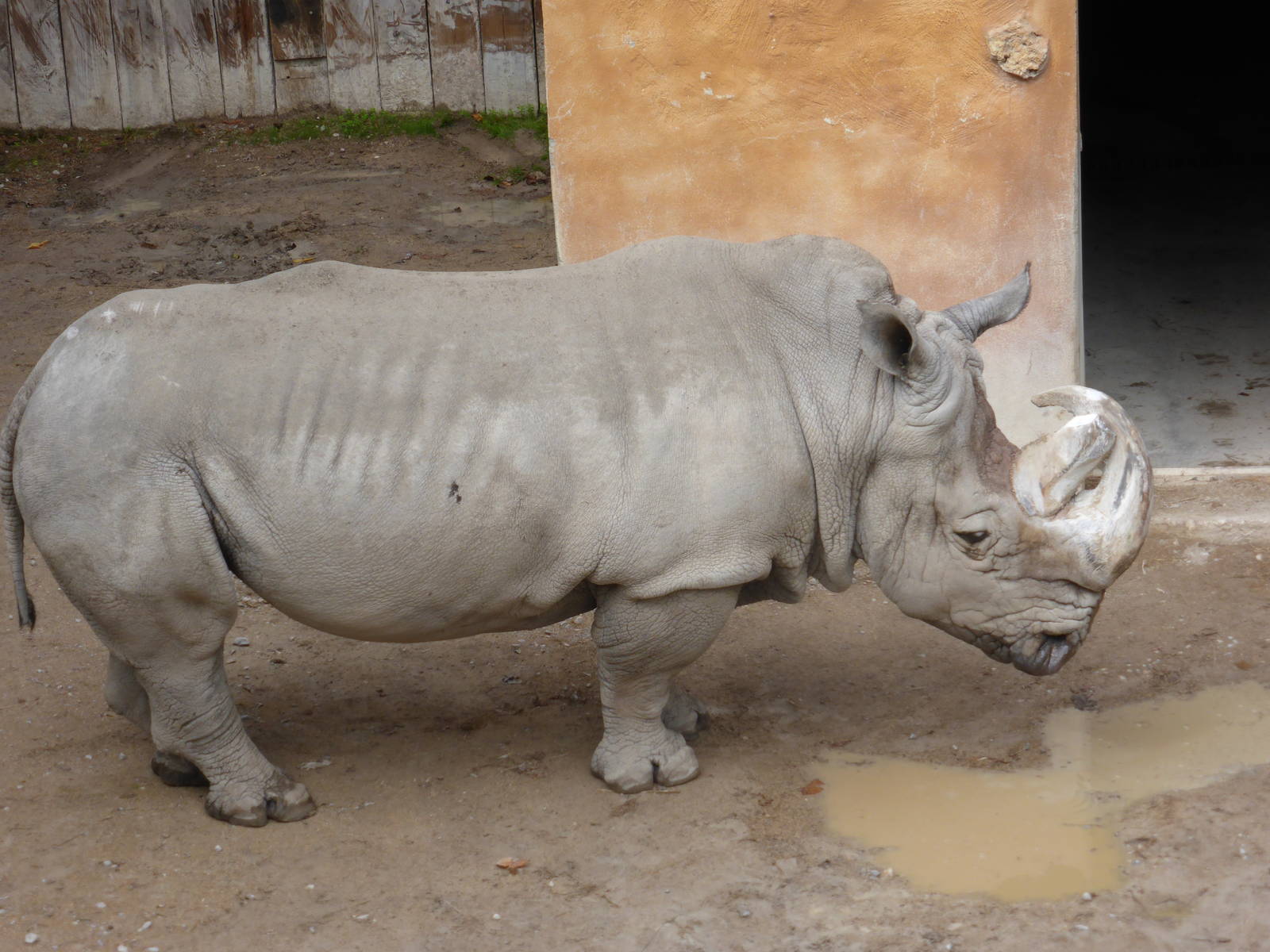 Bull Southern white rhino .
