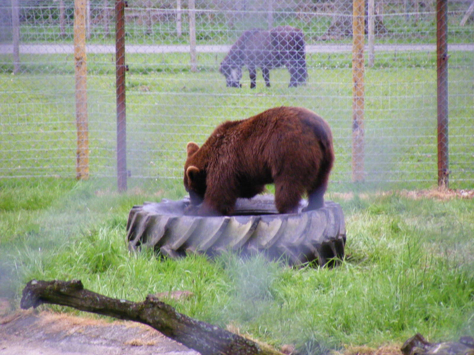 Bull the European brown bear at Blair Drummond Safari Park, 19 May 2010