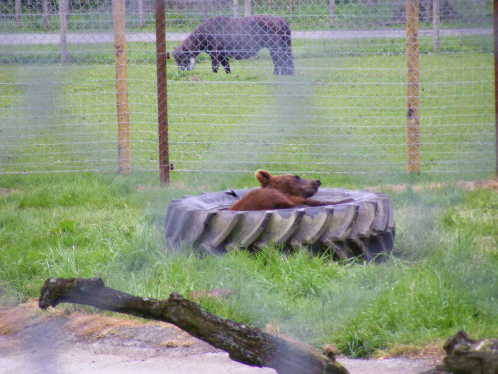 Bull the European brown bear at Blair Drummond Safari Park, 19 May 2010