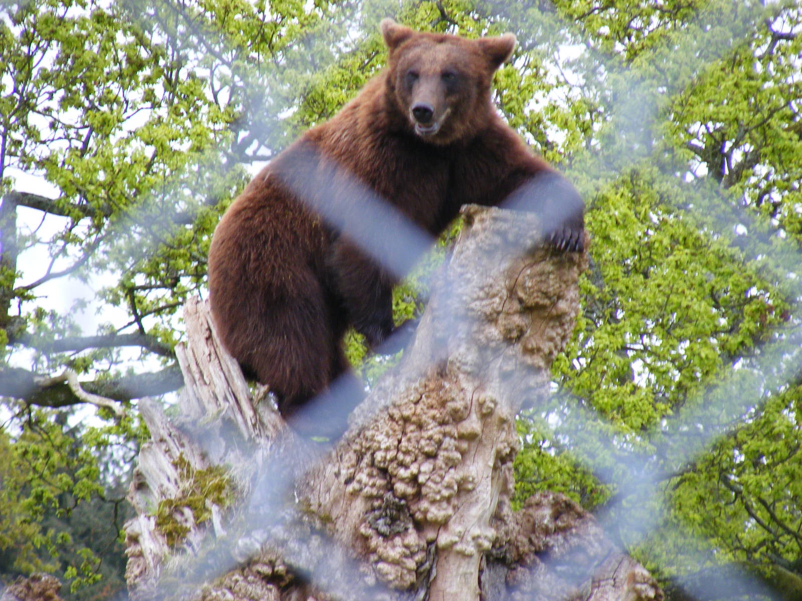 Bull the European brown bear at Blair Drummond Safari Park, 19 May 2010