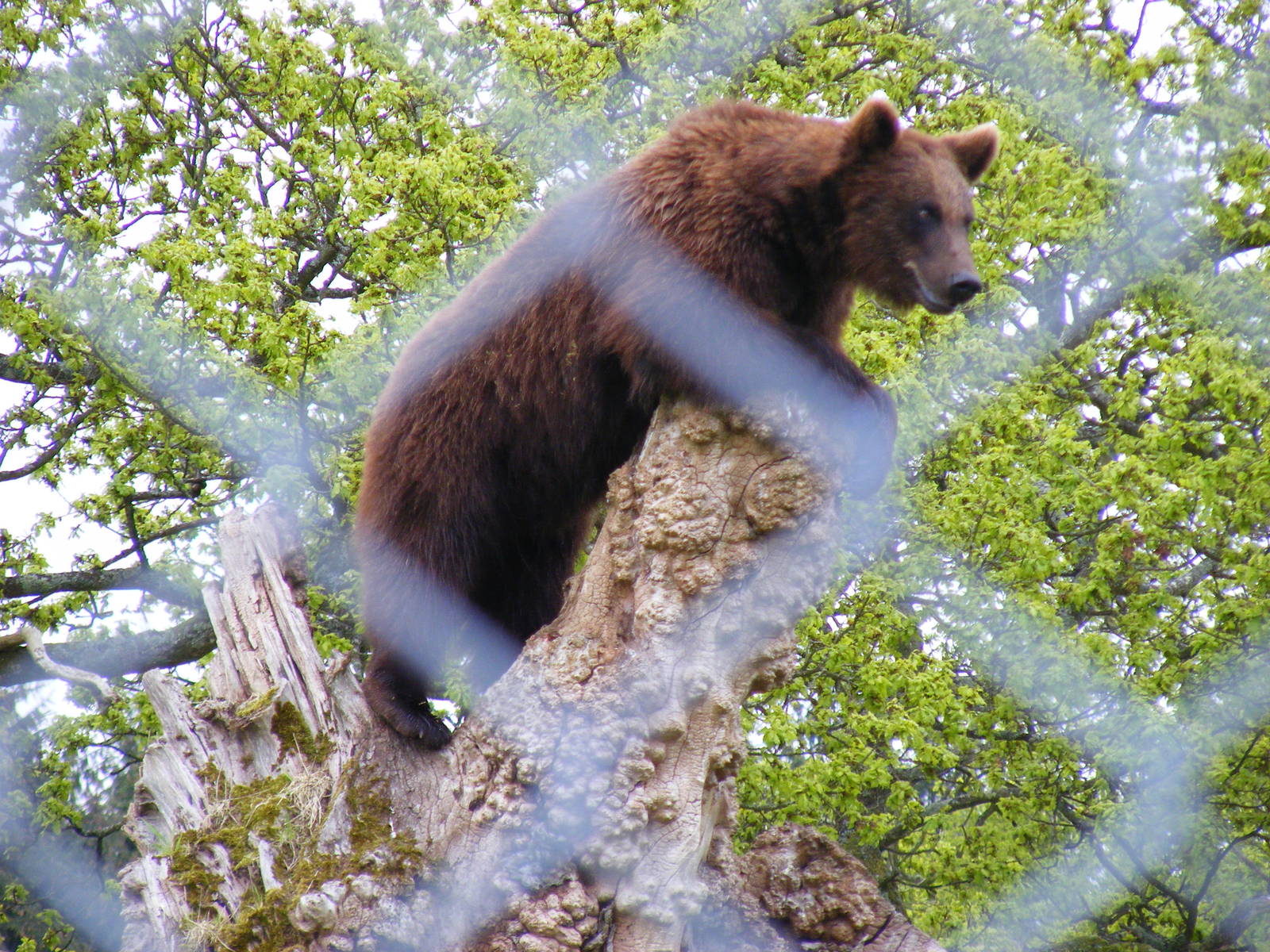 Bull the European brown bear at Blair Drummond Safari Park, 19 May 2010