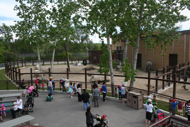 Bull Yard Elephant Crossing