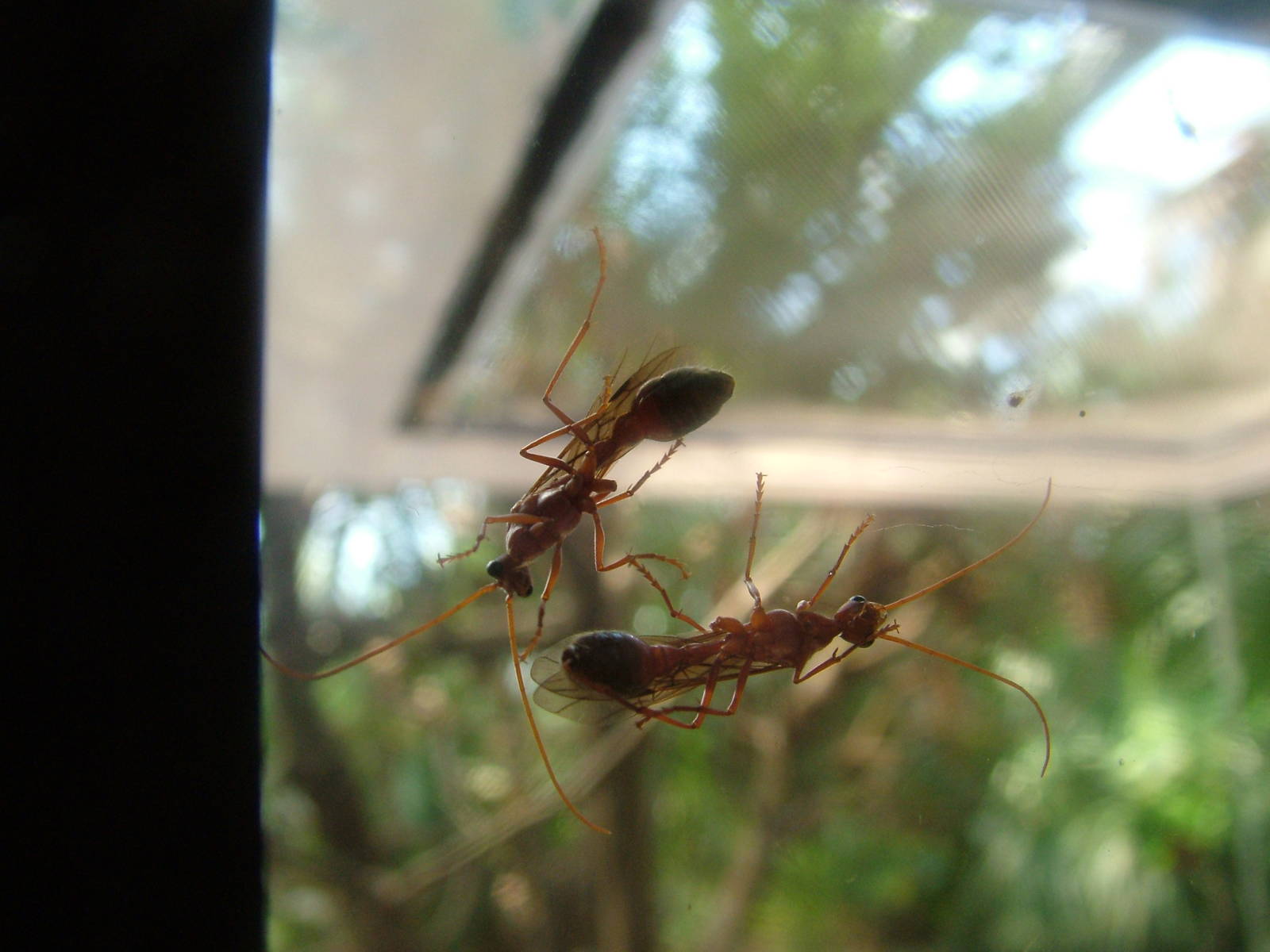 Bulldog Ants (Myrmecia pavida) at Munich Zoo 2006